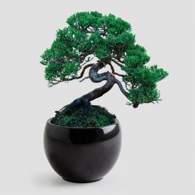 Bonsai Pin parasol