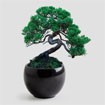 Bonsai "Pin parasol"