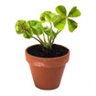 Mini-pot Trfle  4 feuilles